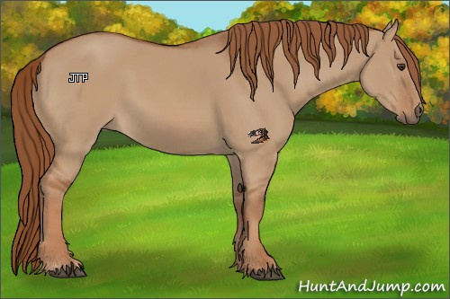 Horse Color:Red Dun 