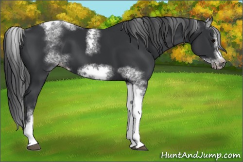 Horse Color:White Spotted Black Splash Tobiano Frame Varnish 