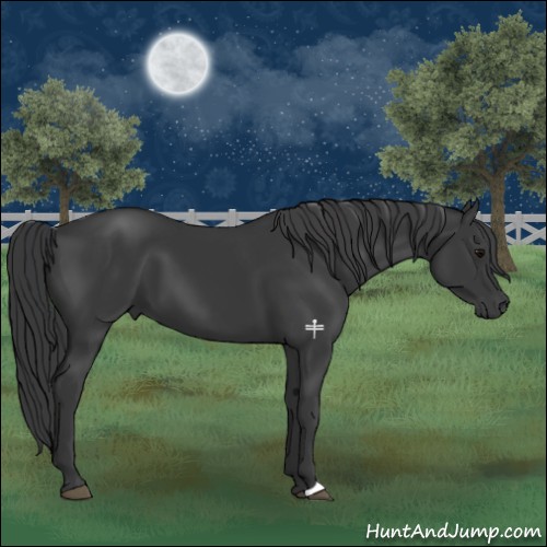 Horse Color:Black 