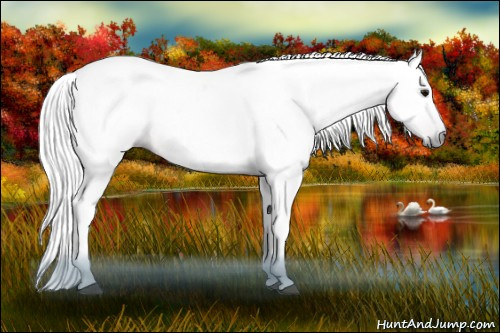Horse Color:Gray Bay