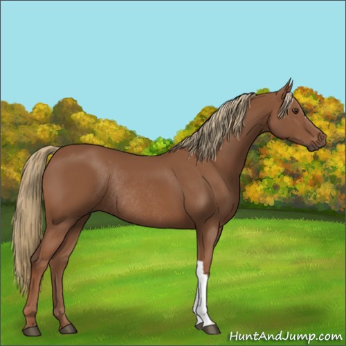 Horse Color:Chestnut Rabicano