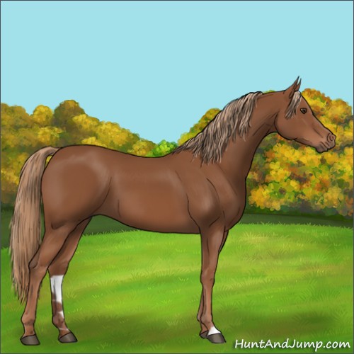 Horse Color:Chestnut 