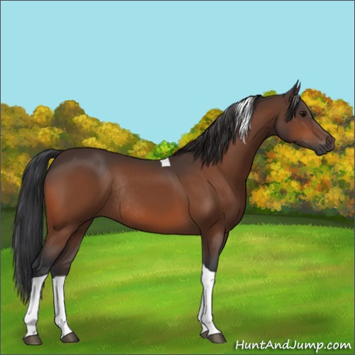 Horse Color:Bay Tobiano Rabicano 