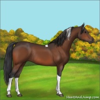 Horse Color:Bay Tobiano Rabicano 