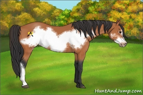 Horse Color:Bay Frame