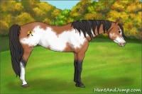 Horse Color:Bay Frame