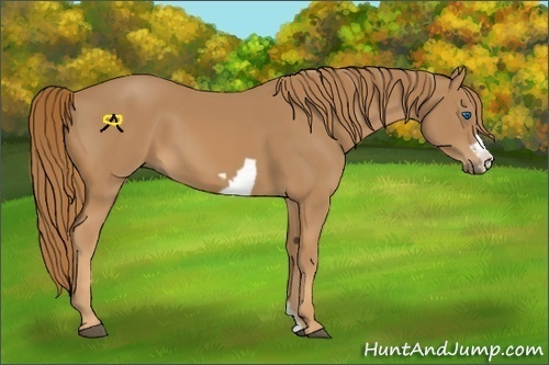 Horse Color:Chestnut Frame 