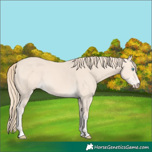 Horse Color:Perlino