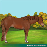 Horse Color:Chestnut 