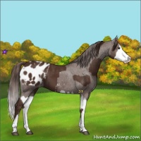 Horse Color:Liver Chestnut Sabino Splash Appaloosa  and Liver Chestnut Sabino Splash Appaloosa 