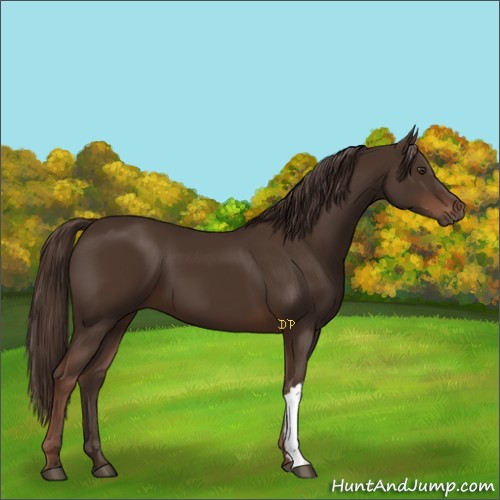 Horse Color:Liver Chestnut