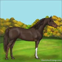 Horse Color:Liver Chestnut 