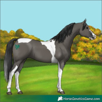 Horse Color:Grullo Splash Tobiano 