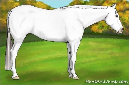 Horse Color:White Spotted Liver Chestnut Varnish 