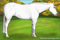 Horse Color:White Spotted Liver Chestnut Appaloosa 