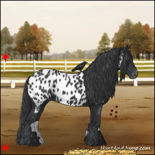 Horse Color:Black Near Leopard