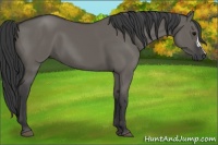 Horse Color:Grullo 
