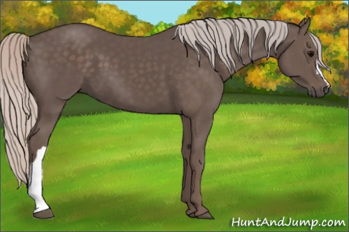 Horse Color:Silver Black