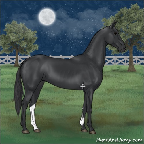 Horse Color:Black 