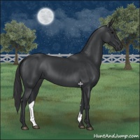 Horse Color:Black 