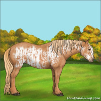 Horse Color:Chestnut  and Chestnut Frame 