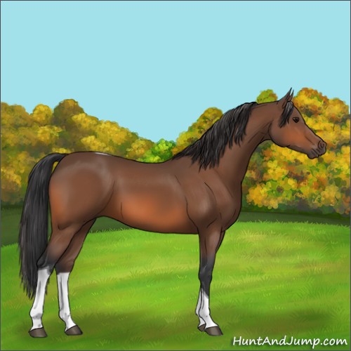 Horse Color:Bay Tobiano Rabicano 