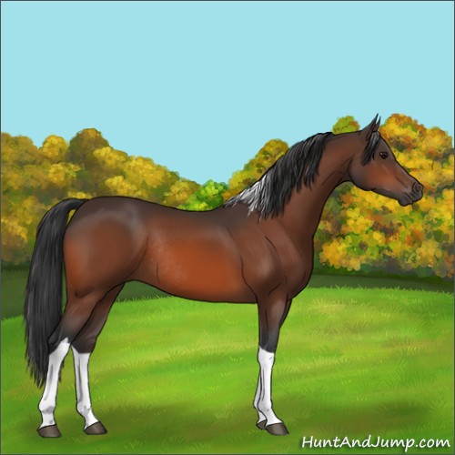 Horse Color:Bay Tobiano Rabicano 