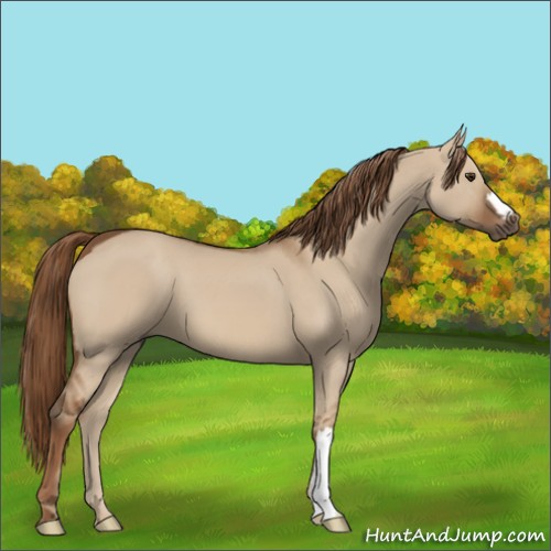 Horse Color:Red Dun