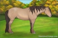 Horse Color:Amber Champagne Roan Rabicano 