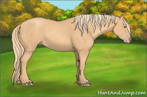 Horse Color:Gold Champagne Rabicano