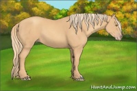 Horse Color:Gold Champagne Rabicano