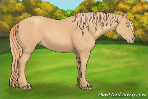 Horse Color:Gold Champagne Rabicano