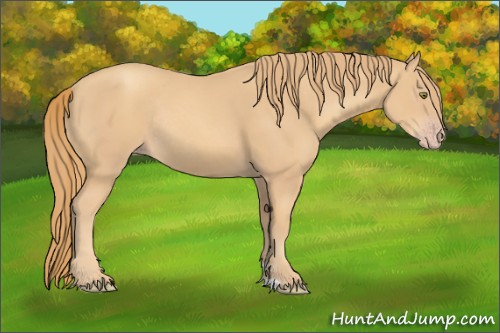 Horse Color:Gold Champagne Rabicano 