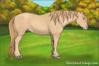 Horse Color:Gold Champagne Rabicano