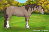 Horse Color:Classic Champagne Rabicano