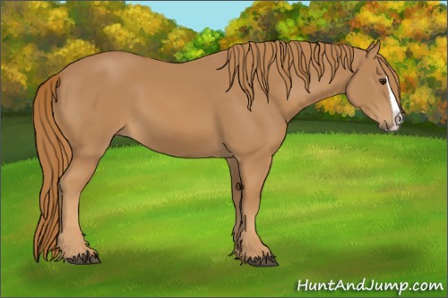 Horse Color:Chestnut Splash 
