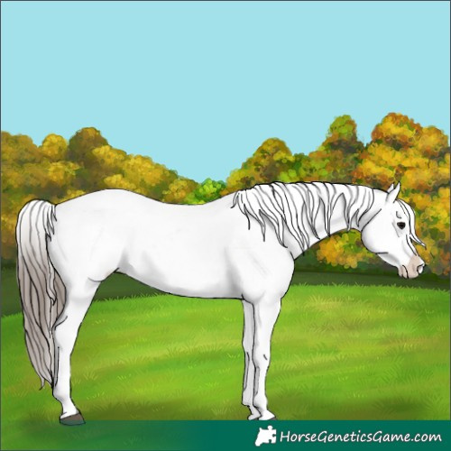 Horse Color:Black Appaloosa Rabicano 