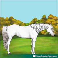 Horse Color:Black Appaloosa Rabicano 