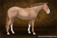 Horse Color:Gold Champagne Splash 