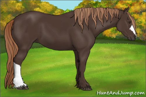 Horse Color:Liver Chestnut 