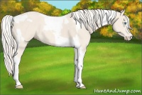 Horse Color:Cremello Sabino  and Cremello Tobiano 
