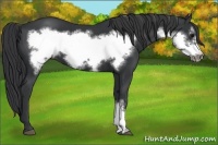 Horse Color:Black Frame 