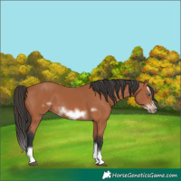Horse Color:Bay Splash Frame 