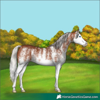 Horse Color:White Spotted Silver Brown Splash 