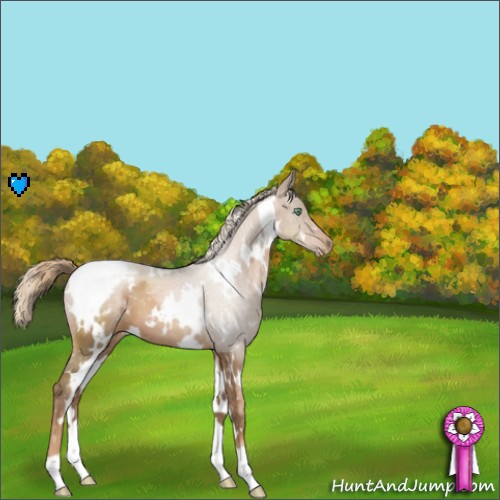 Horse Color:White Spotted Liver Chestnut Pearl Appaloosa 