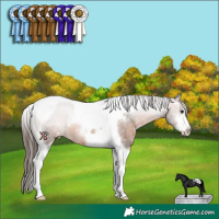Horse Color:Brown Sabino Tobiano Varnish Rabicano 