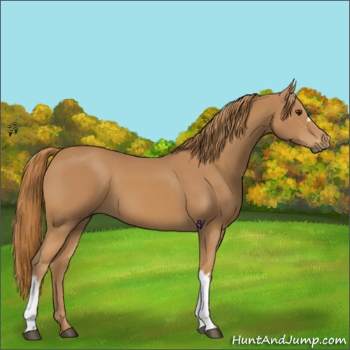 Horse Color:Chestnut 
