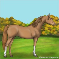 Horse Color:Chestnut 