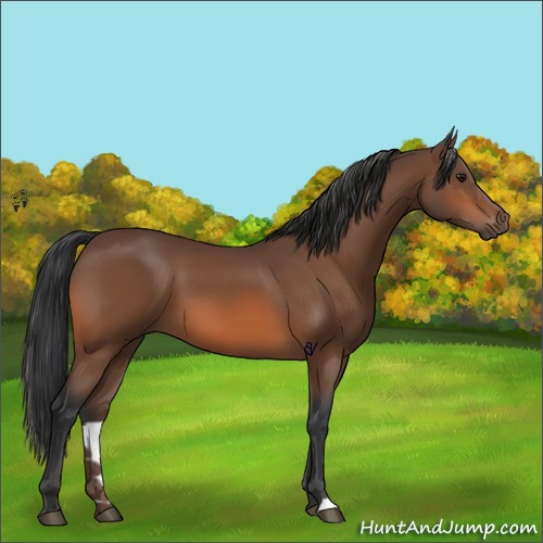Horse Color:Bay 