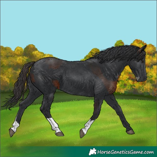 Horse Color:Brown Splash  and Black 
